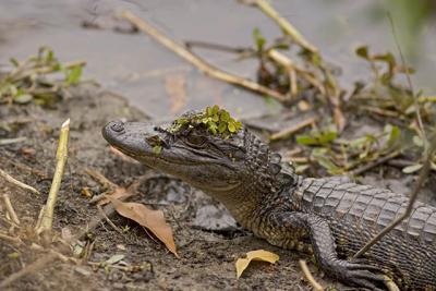 Gator Finery 1