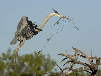 Great Blue Heron Stick.jpg