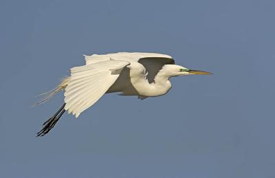 Great Egret Flying 3.jpg