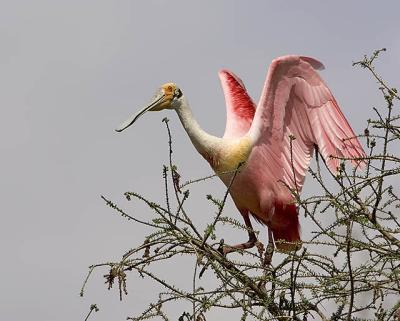 Roseate Spoonbill I.jpg