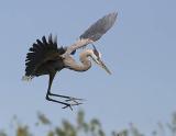 Great Blue Heron SkyDance.jpg