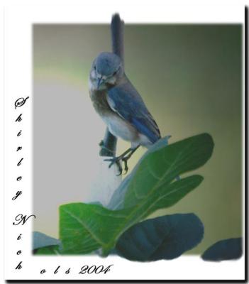 Blue bird photo.jpg