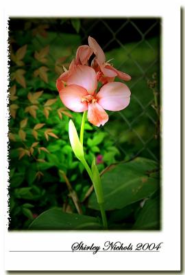 Pink Canna Lily.jpg