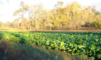 Mustard Greens