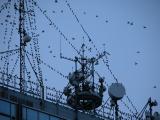 The birds!