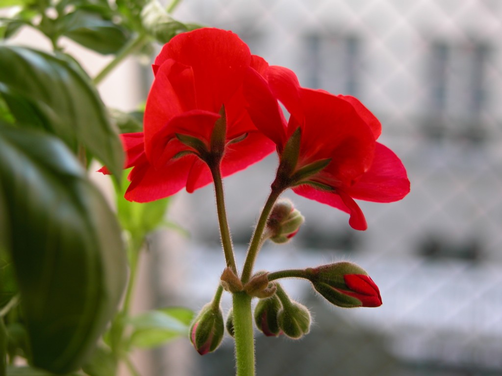 Basil and geranium