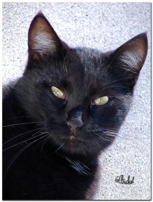 Black Cat for Halloween 2004