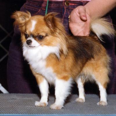 Brite Star Chihuahuas in the Show Ring