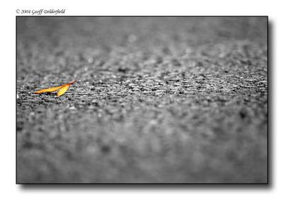 solitary leaf - Autumn copy.jpg