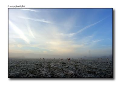 Sheep in field - frosty - misty 2 copy.jpg