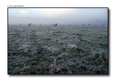 Sheep in field - frosty - misty 3 copy.jpg