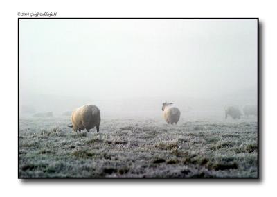 Sheep in field - frosty - misty 4 copy.jpg
