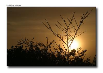 branches - sunrise 3 copy.jpg