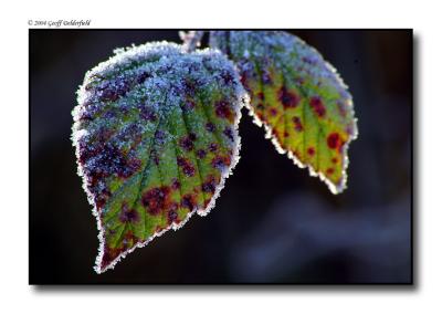 frosty leaves copy.jpg