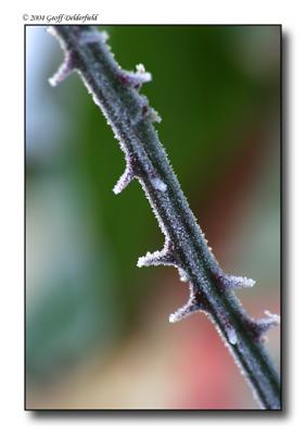 frosty thorns 3 copy.jpg