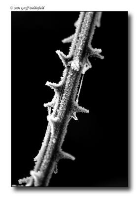 frosty thorns copy.jpg