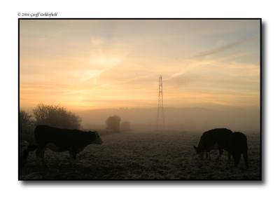 misty morning- cows - pylon copy.jpg