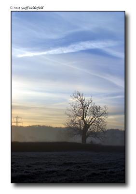 tree portrait - sunrise copy.jpg