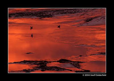 Birds - red sky reflection in Estuary - sunrise copy.jpg