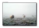 Sheep in field - frosty - misty 4 copy.jpg