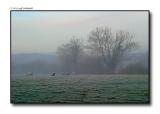 Sheep in field - frosty - misty copy.jpg
