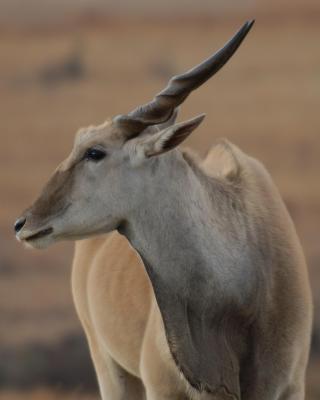 Eland