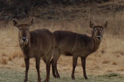 Waterbucks