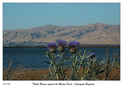 Thistle blossoming w/Mission Peak in the background