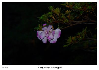Lonely, cold Azalea blossom