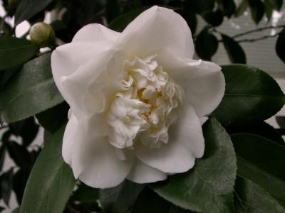 Camelia blossom from the yard