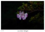 Lonely, cold Azalea blossom