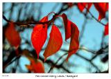 Cherry Leaves in the Morning Sun