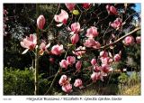 Magnolia blossoms