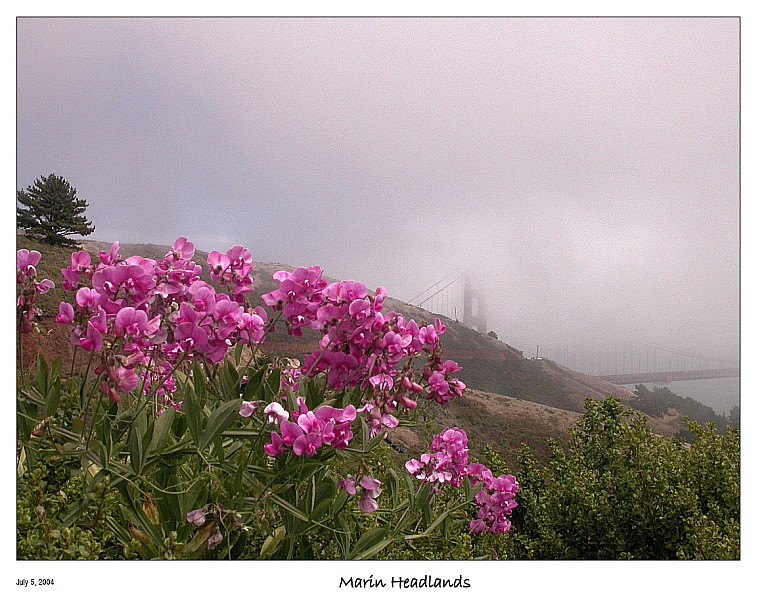 Flowers and the Foggy Golden Gate Bridge