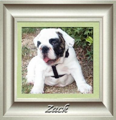 u48/bullfiddle/medium/30951628.ZZZackPic.jpg