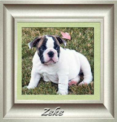 5b. Z&Z Zeke Pic.jpg