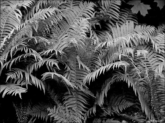 B&W Fern Garden