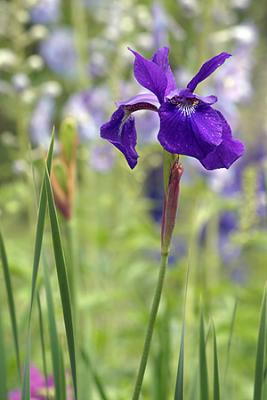 Iris