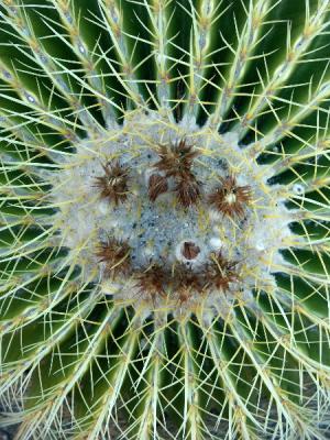Barrel Cactus Abstract