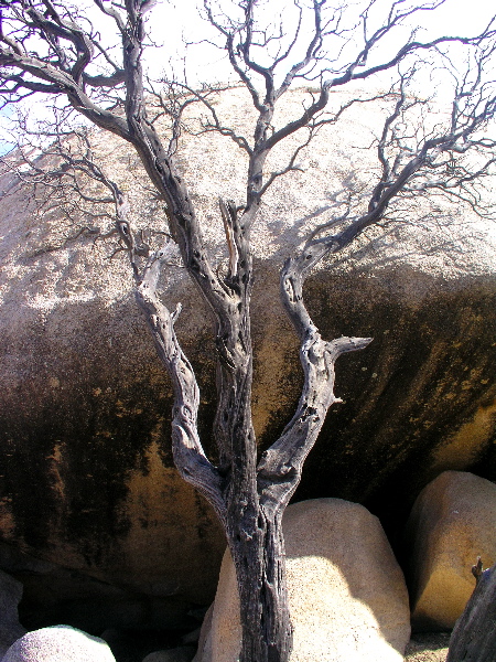 Joshua Tree