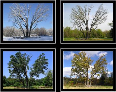 The Four Seasons