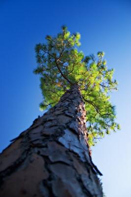 u48/canon_300d/medium/37082846.florida_pine.jpg