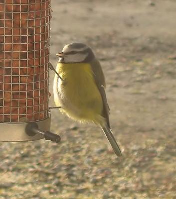 Blue tit.