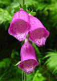 Foxglove