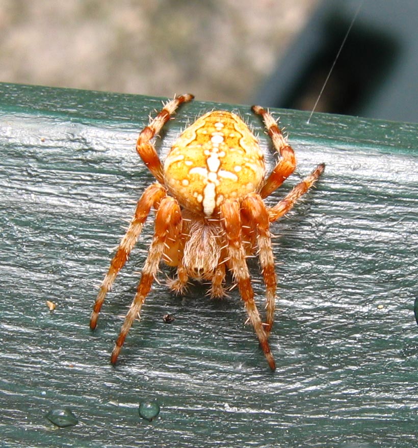 Spider