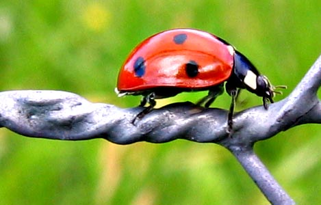 Ladybird on Fence