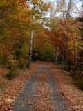 Rustle Of Leaves