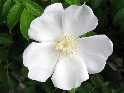 Rugosa