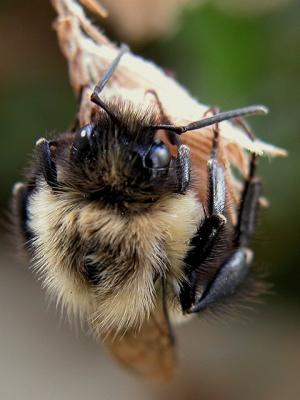 ordinary bee