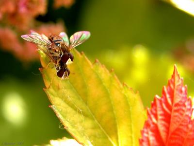 Hover Flies